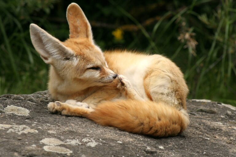 Zoo Augsburg: Ein ideales Ausflugsziel für Familien